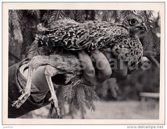 bird - photo - Estonia USSR - unused - JH Postcards