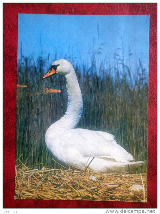 Mute Swan - Cygnus olor - birds - 1981 - Latvia USSR - unused - JH Postcards