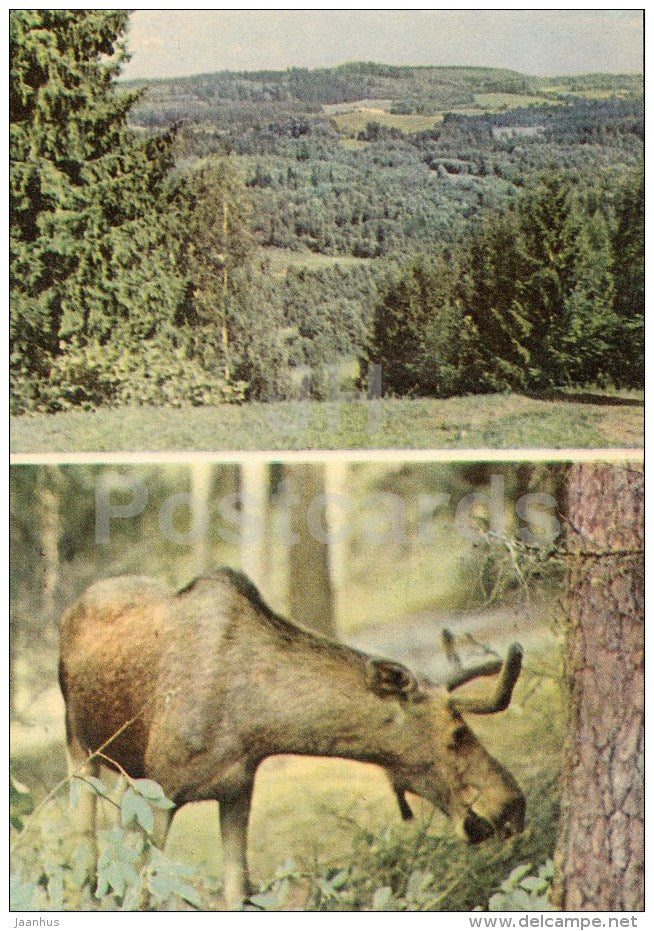 View from Väike-Munamägi Hill - Elk , Alces Alces - 1970 - Estonia USSR - unused - JH Postcards