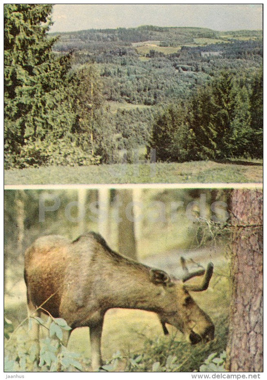 View from Väike-Munamägi Hill - Elk , Alces Alces - 1970 - Estonia USSR - unused - JH Postcards