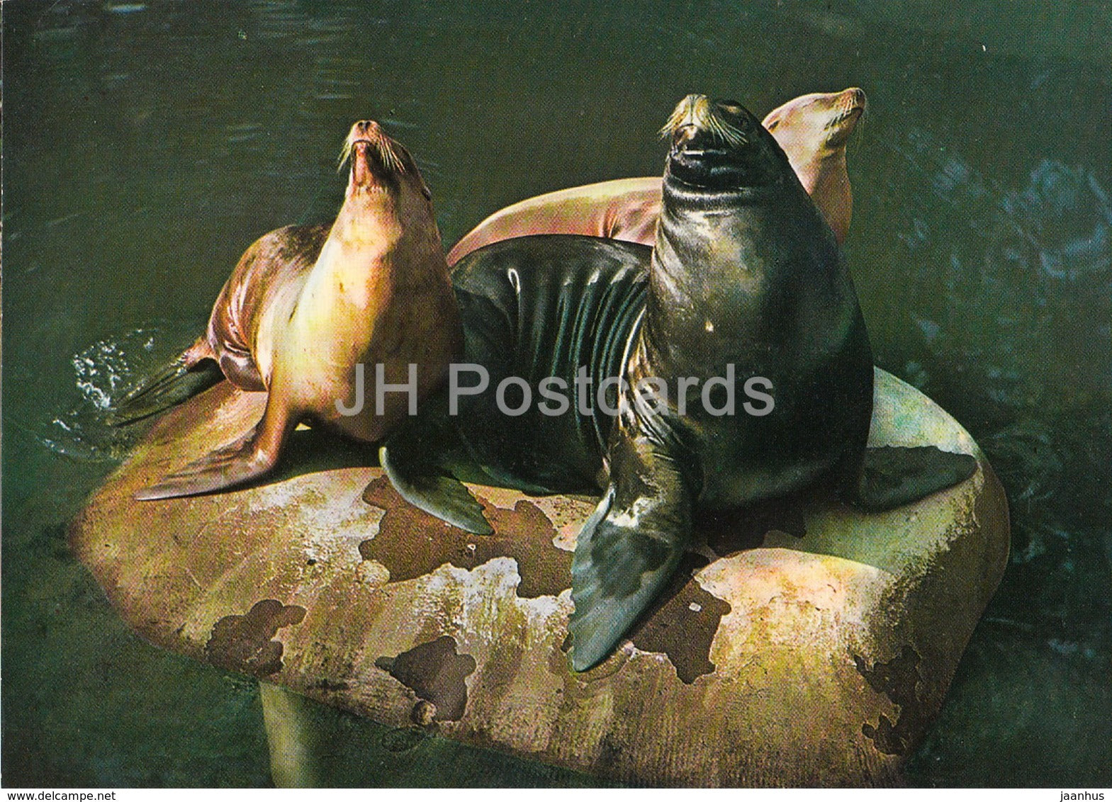 California sea lion - Zalophus californianus - Zoo - Czechoslovakia - Czech Republic - unused - JH Postcards