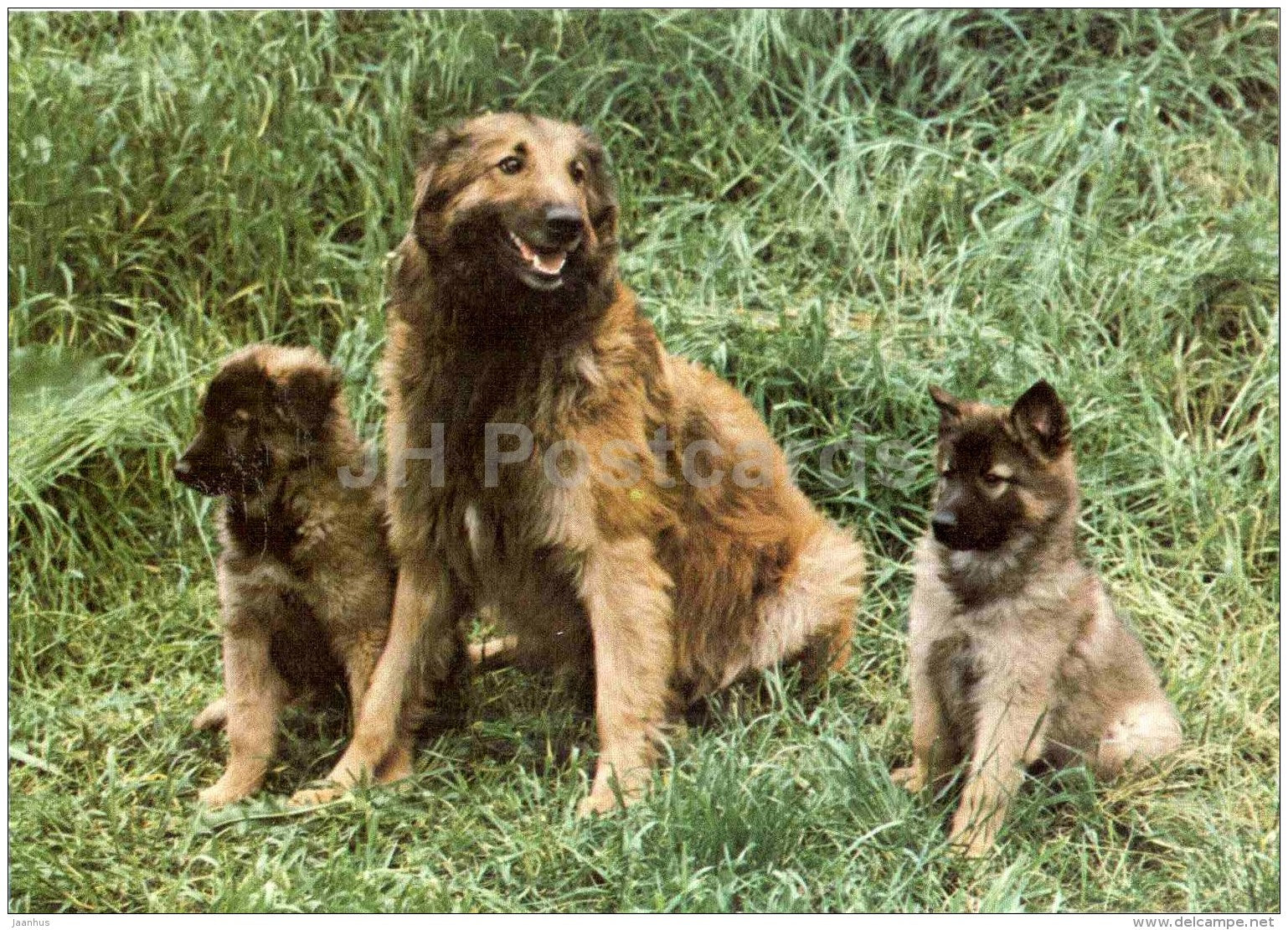Tervuren - dog - Russia USSR - unused - JH Postcards