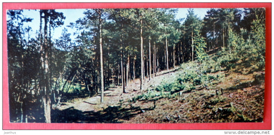 coastal pine-trees  - Neringa - mini format card - 1970 - USSR Lithuania - unused - JH Postcards
