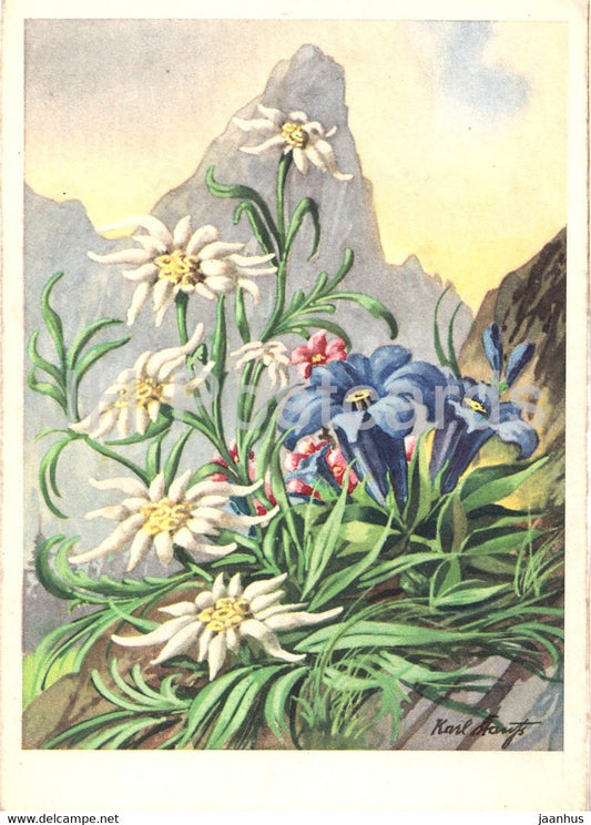 painting - Edelweiss - flowers - Korn Kunstlerkarte - 527 - German art - Germany - unused - JH Postcards