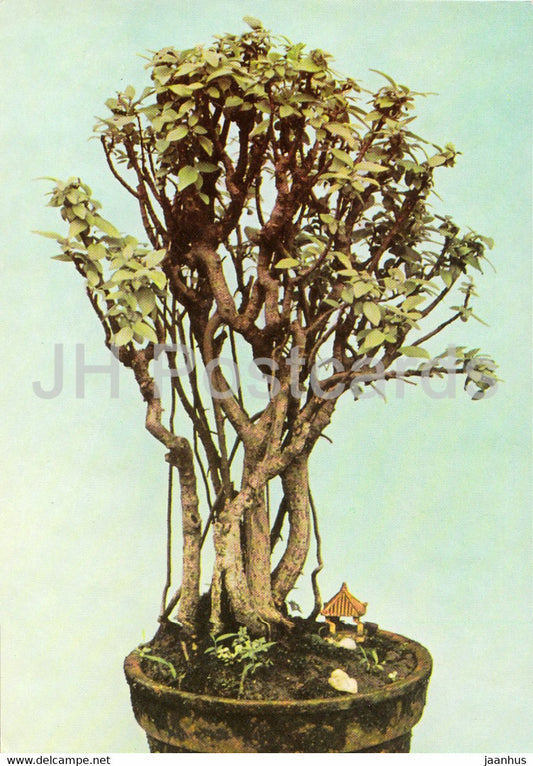 La Force de L'Union - Bonsai tree - plants - Vietnam - unused - JH Postcards