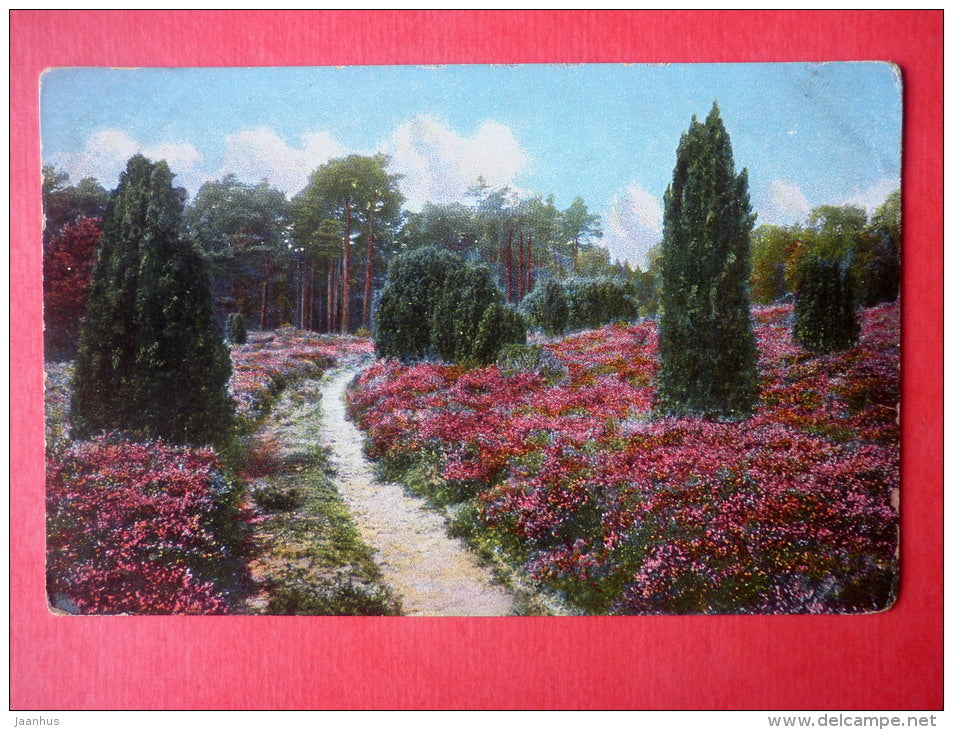 Heideweg in Cordingen bei Walsrode - Lüneburger Heide - juniper - No. 131 - old postcard - Germany - unused - JH Postcards