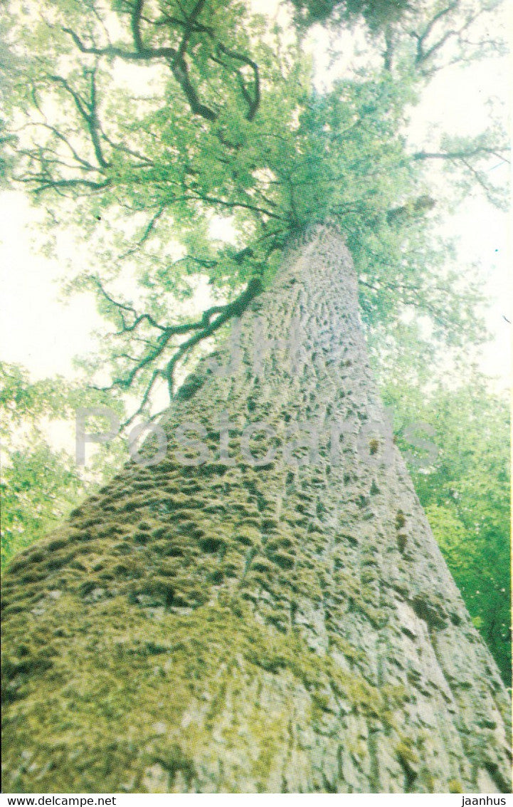 Belovezhskaya Pushcha National Park - The King Oak - 1981 - Berarus USSR - unused - JH Postcards