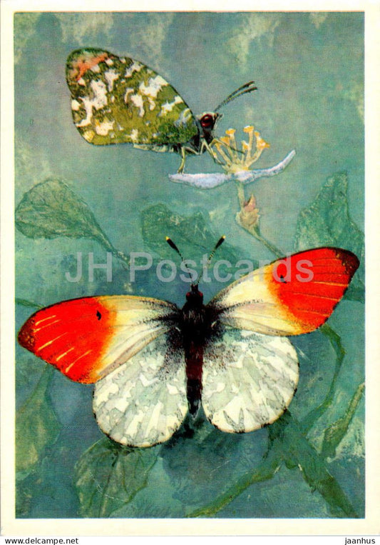 Orange-tip - Anthocharis cardamines - butterfly - butterflies - 1976 - Russia USSR - unused - JH Postcards