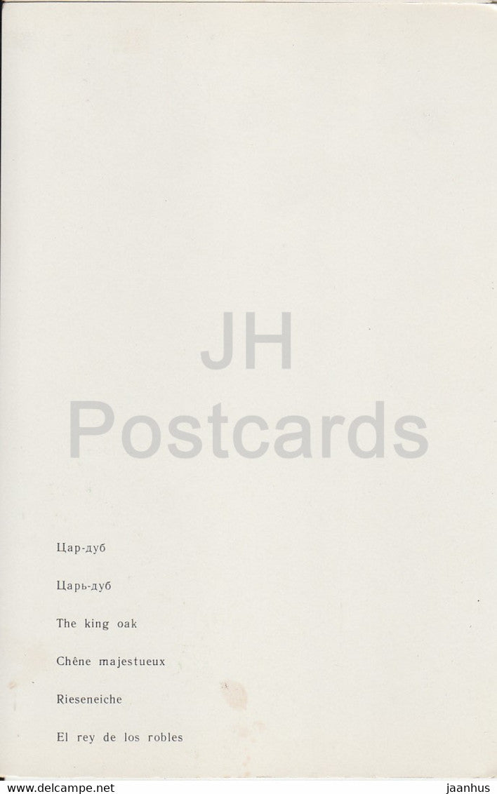 Belovezhskaya Pushcha National Park - The King Oak - 1981 - Berarus USSR - unused