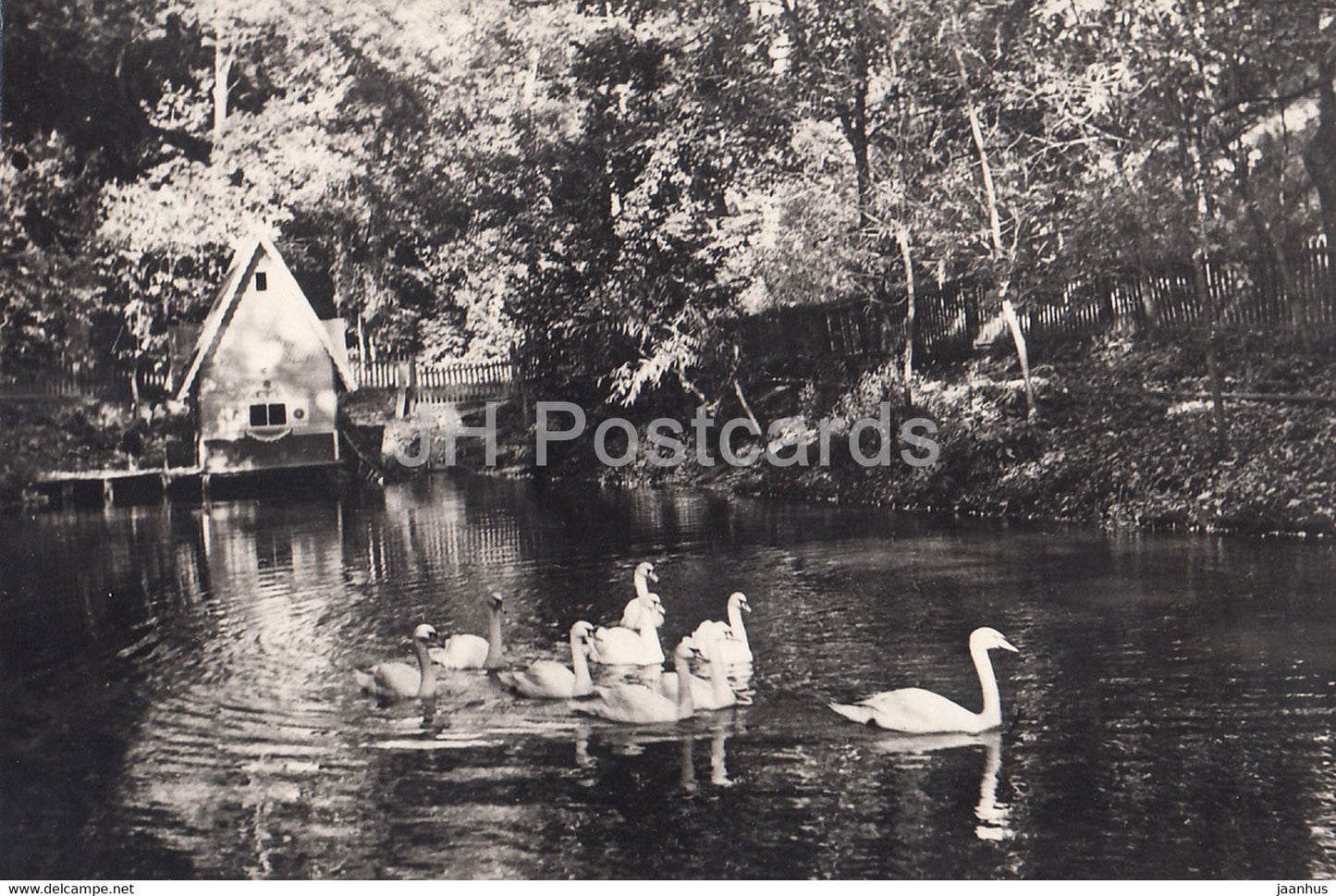 Gomel - Swan pond in Lunacharsky culture park - 1965 - Belarus USSR - unused - JH Postcards