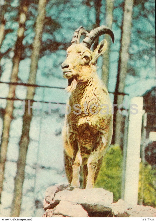Siberian ibex - Capra sibirica - Riga Zoo - old postcard - Latvia USSR - unused - JH Postcards