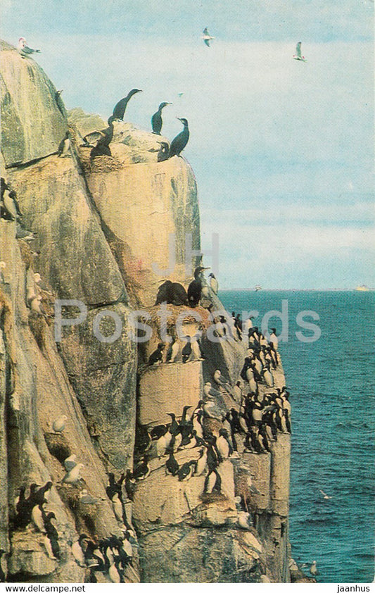 Kandalaksha State Reserve - birds - 1977 - Russia USSR - unused - JH Postcards
