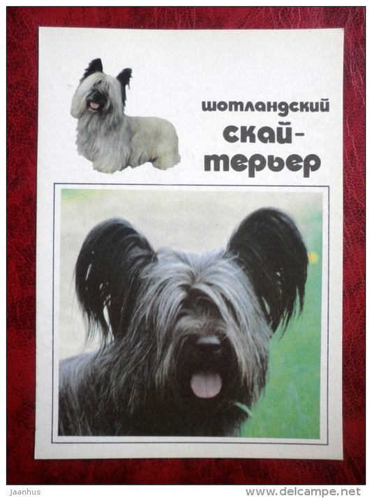 Skye Terrier - dogs - 1991 - Russia - USSR - unused - JH Postcards