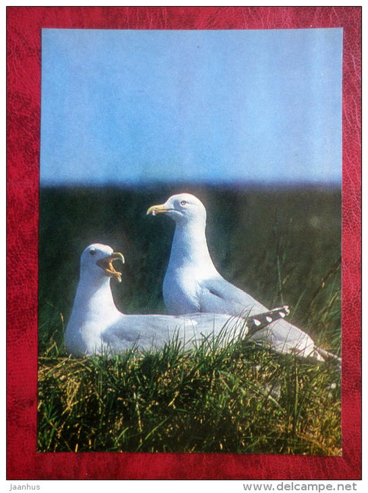 European Herring Gull - Larus argentatus - birds - 1981 - Latvia USSR - unused - JH Postcards