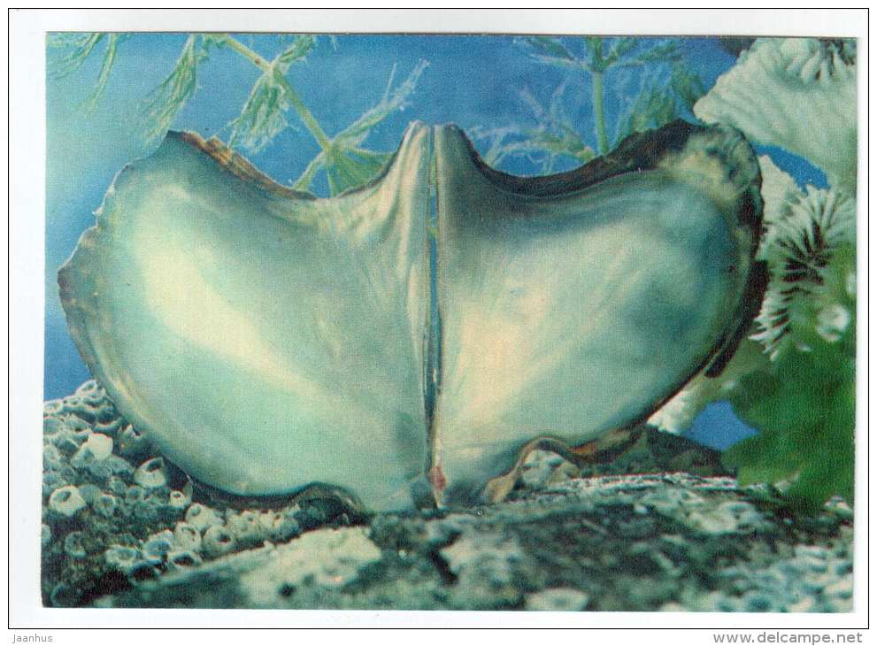 Winged oyster - Pteria - shells - clams - mollusc - 1974 - Russia USSR - unused - JH Postcards