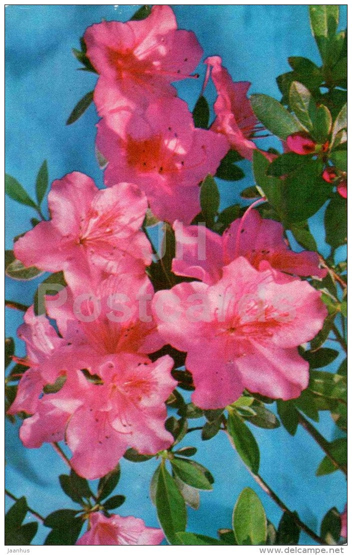 Azalea - flowers - 1973 - Russia USSR - unused - JH Postcards
