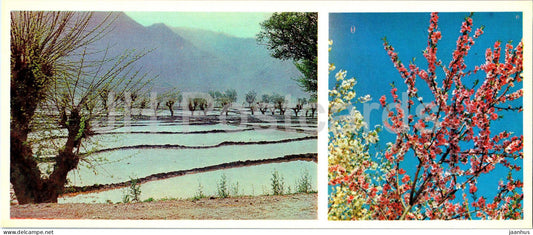 Fergana and Fergana Valley - rice fields in Sokh valley - almond blossoms - 1974 - Uzbekistan USSR - unused - JH Postcards
