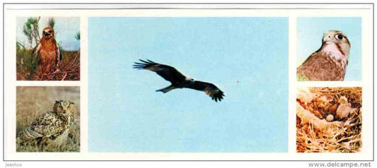 Birds - Badhyz State Nature Reserve - 1981 - Turkmenistan USSR - unused - JH Postcards