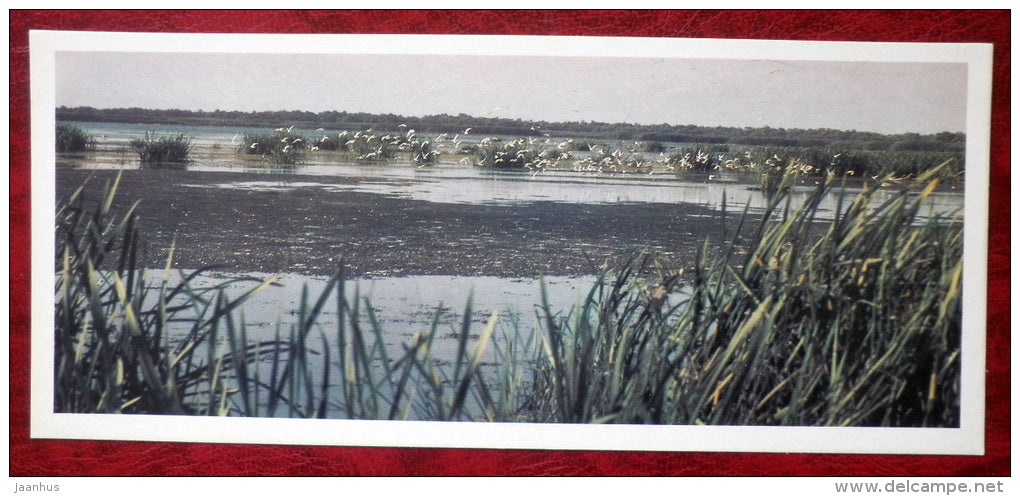 Seagulls - birds - 1982 - Russia USSR - unused - JH Postcards