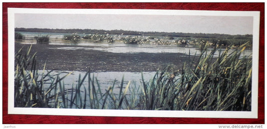 Seagulls - birds - 1982 - Russia USSR - unused - JH Postcards