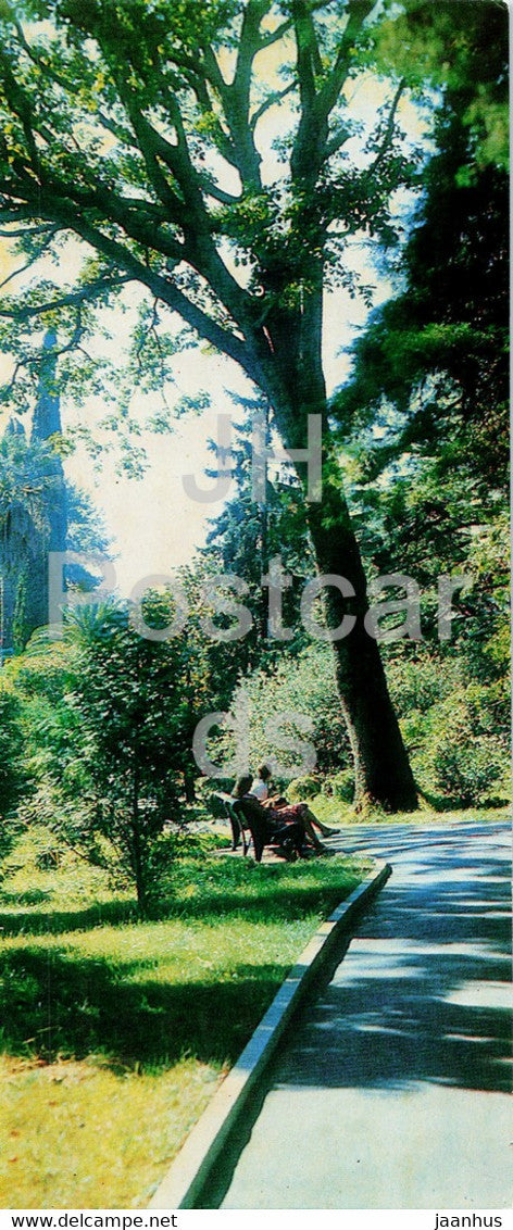 Sochi - Dendrarium - Alley in the Park - 1979 - Russia USSR - unused - JH Postcards