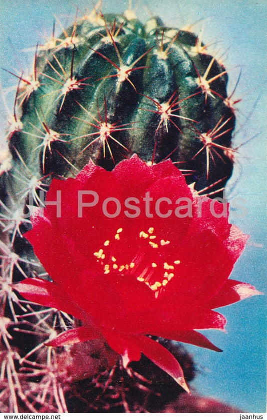 Lobivia varians - Cactus - Flowers - 1972 - Russia USSR - unused - JH Postcards