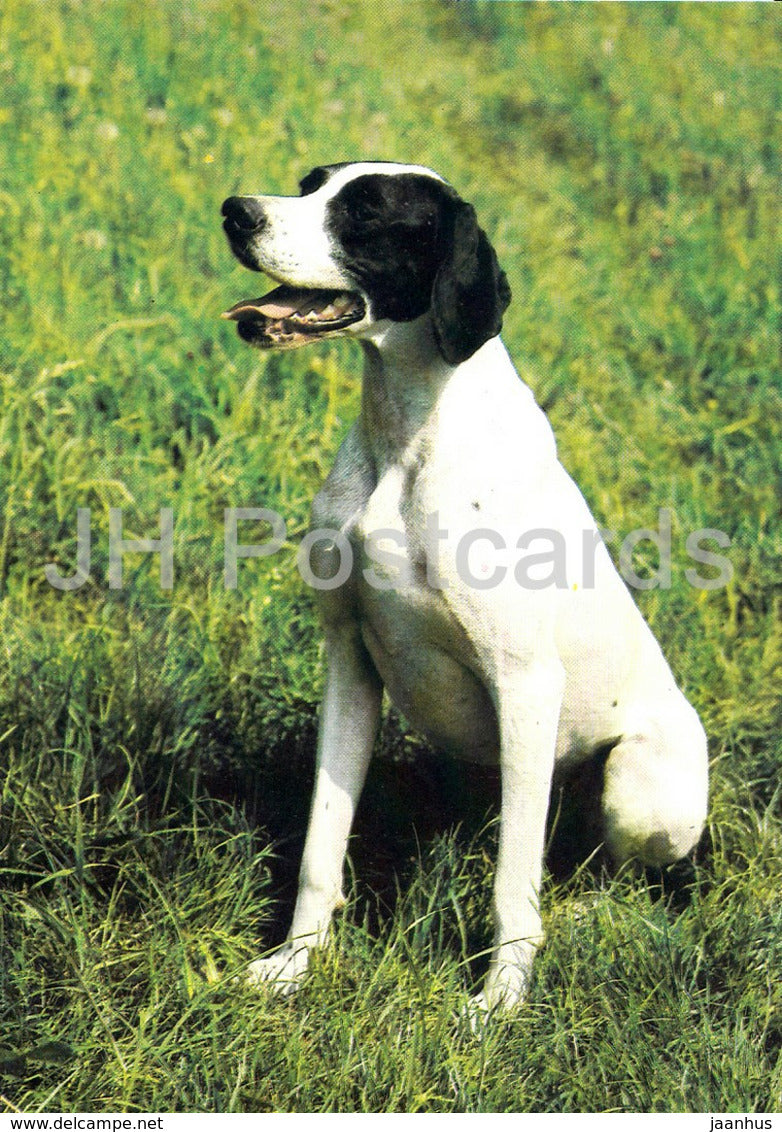 Pointer - dog - Czechoslovakia - unused - JH Postcards