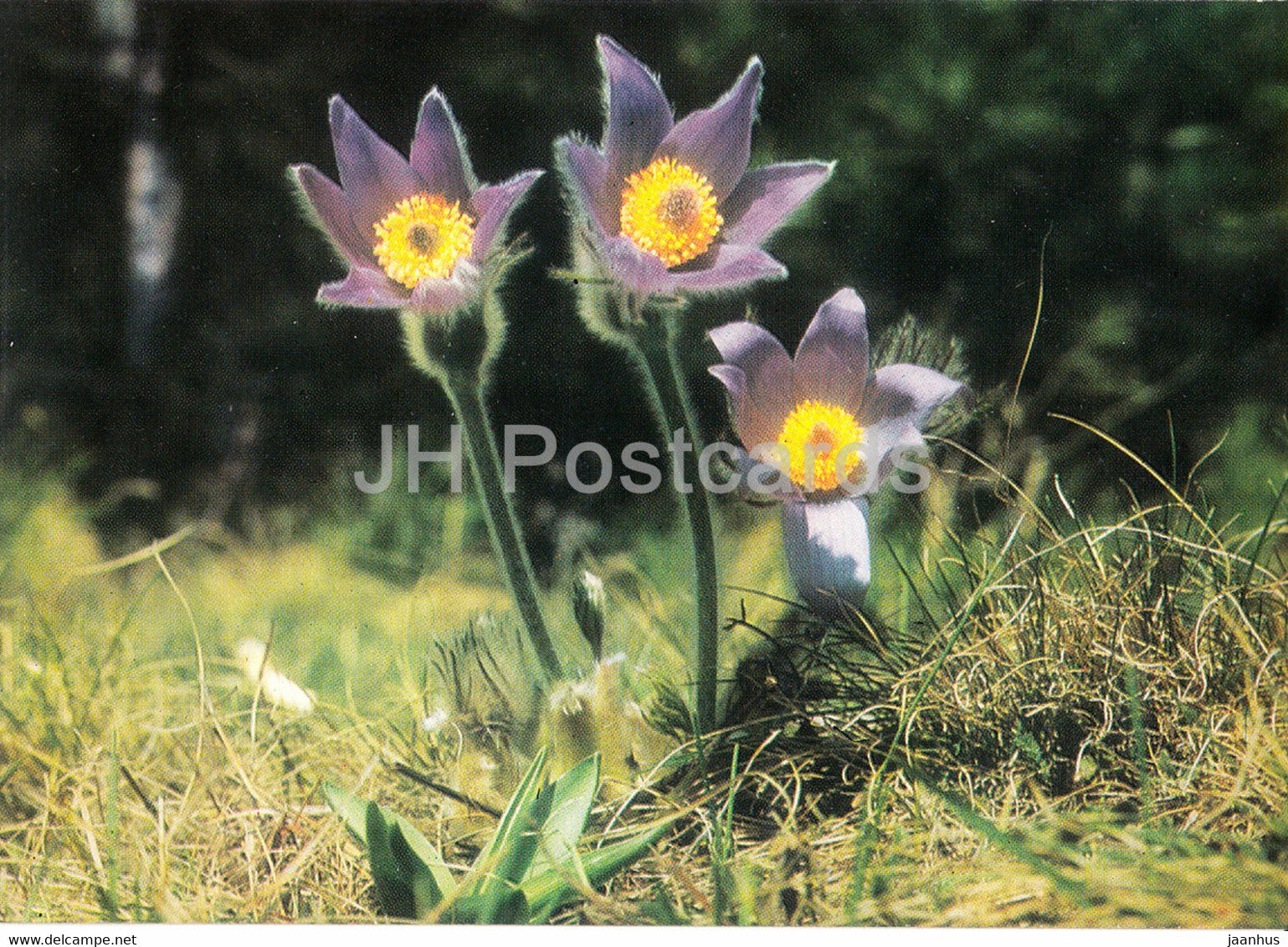 Eastern pasqueflower - flowers - plants - Bulgaria - unused - JH Postcards