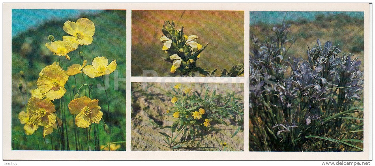 Field Flowers - Kopet Dagh Nature Reserve - 1985 - Turkmenistan USSR - unused - JH Postcards