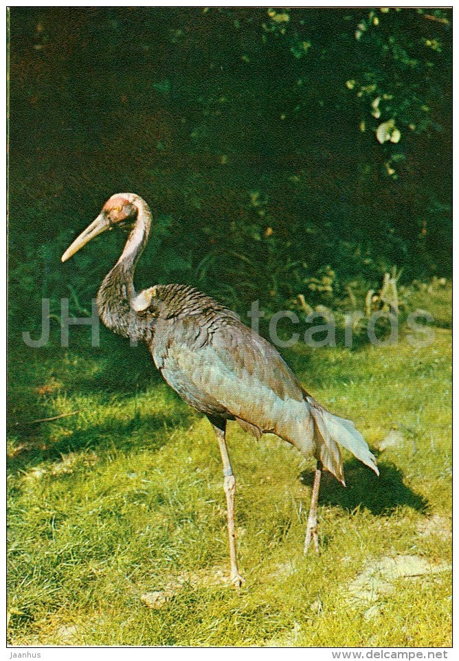 White-naped crane - Grus vipio - bird - Moscow Zoo - 1982 - Russia USSR - unused - JH Postcards