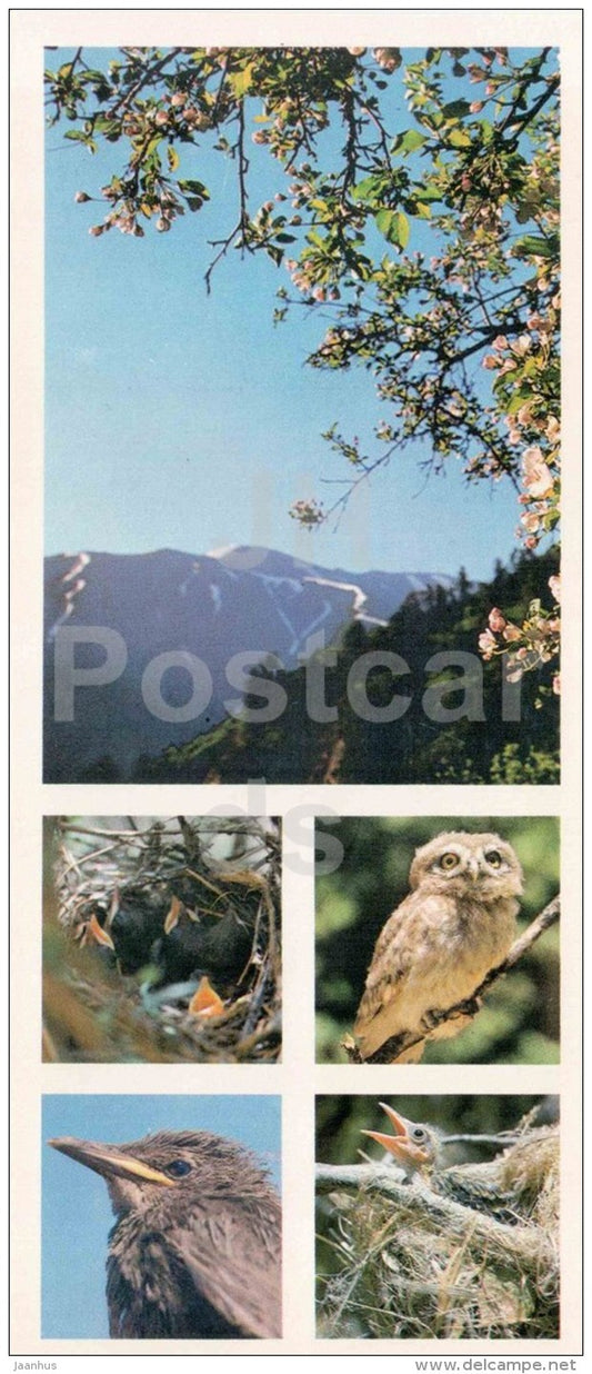 Little owl - Athene noctua - birds - Chatkalsky National Park - 1976 - Uzbekistan USSR - unused - JH Postcards