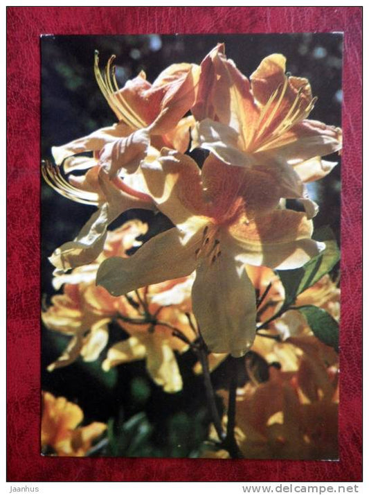 rhododendron - Golden Flare -  flowers - Czechoslovakia - unused - JH Postcards