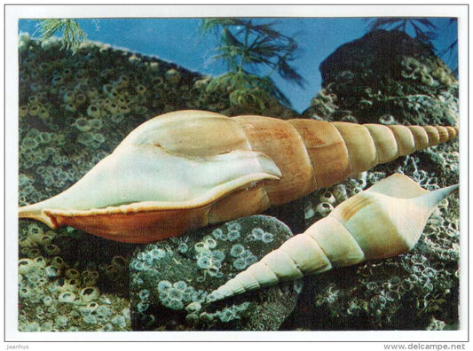 True conchs - Tibia fusus - shells - clams - mollusc - 1974 - Russia USSR - unused - JH Postcards