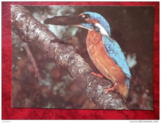 Common Kingfisher - Alcedo atthis - birds - 1987 - Estonia - USSR - used - JH Postcards