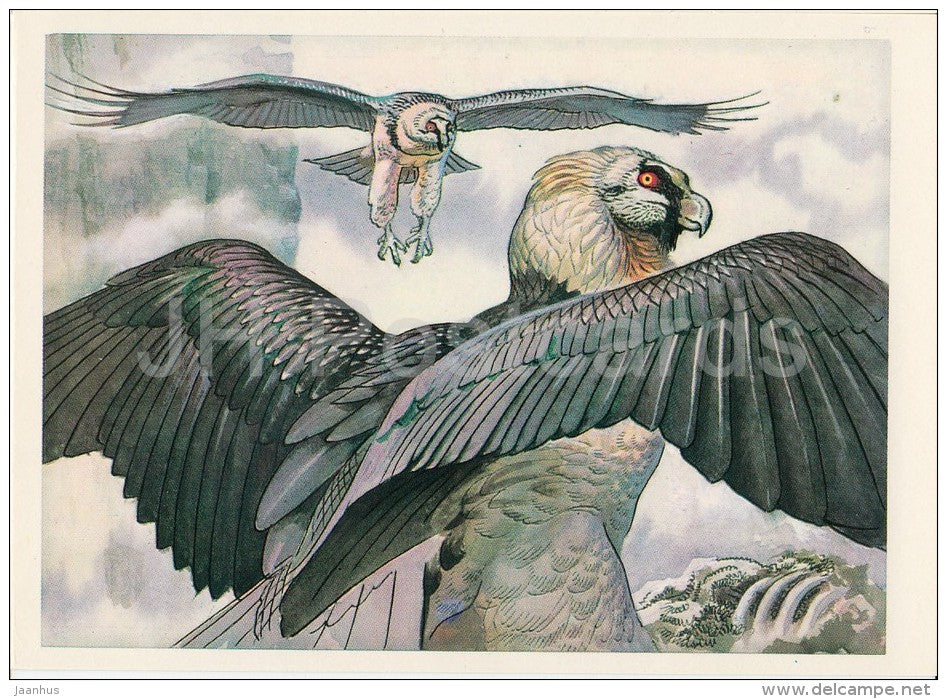 Bearded vulture - Gypaetus barbatus - birds - Endangered species - 1979 - Russia USSR - unused - JH Postcards