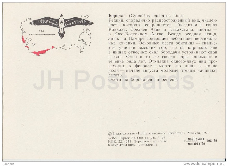 Bearded vulture - Gypaetus barbatus - birds - Endangered species - 1979 - Russia USSR - unused - JH Postcards