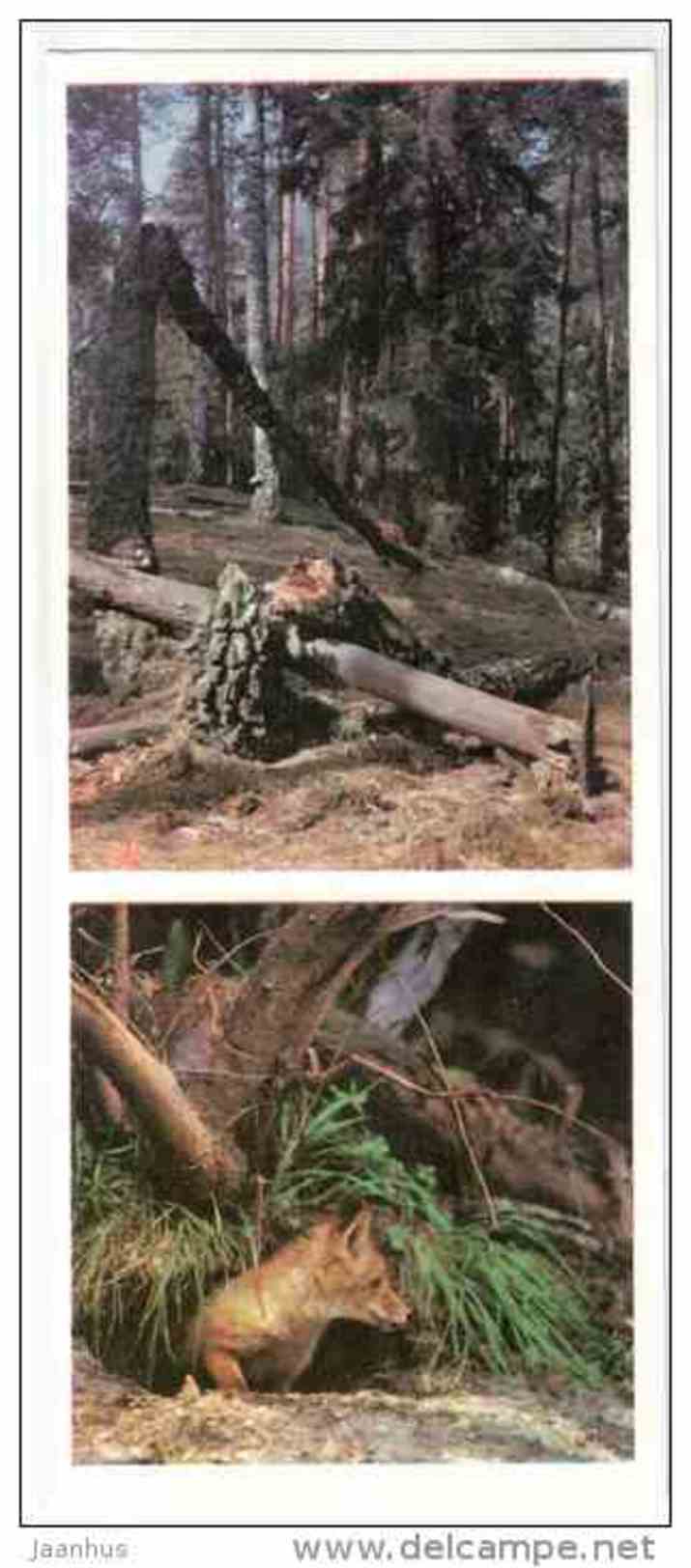 Fox - Prioksko-Terrasny Nature Reserve - 1976 - Russia USSR - unused - JH Postcards