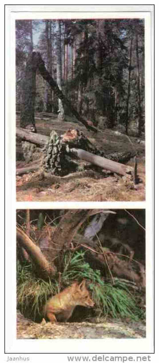 Fox - Prioksko-Terrasny Nature Reserve - 1976 - Russia USSR - unused - JH Postcards