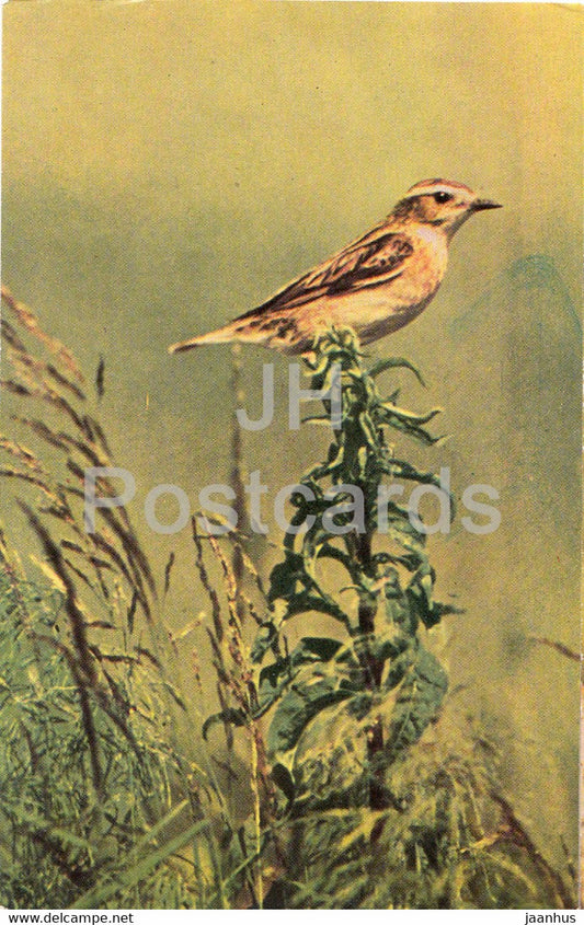 Whinchat - female bird -  Saxicola rubetra - birds - 1968 - Russia USSR - unused - JH Postcards
