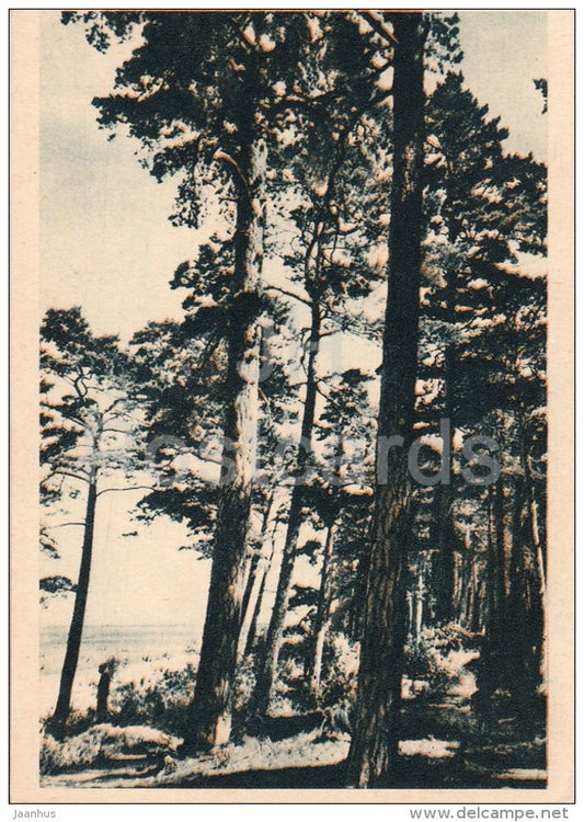 Pine trees near Riga - old postcard - Latvia USSR - unused - JH Postcards