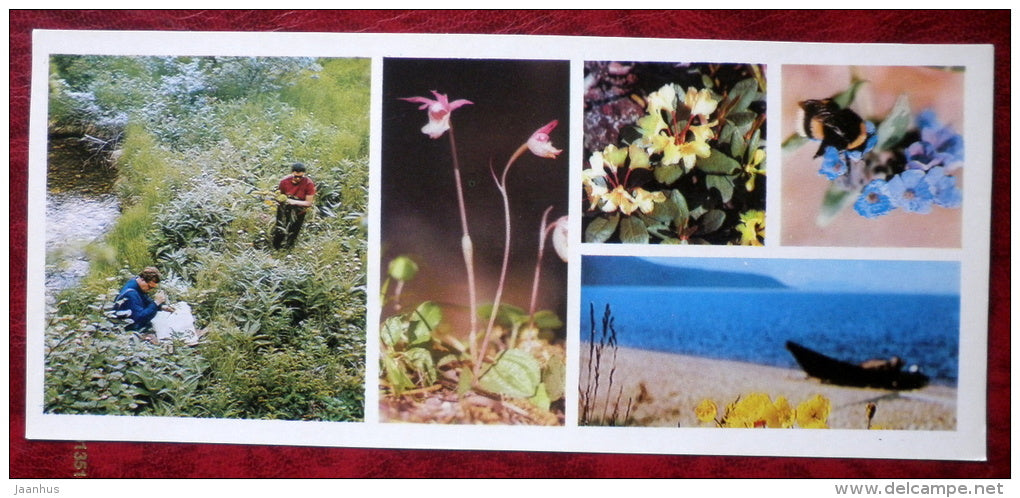Plants - bee - Barguzinsky Nature Reserve - near lake Baikal - 1975 - Russia USSR - unused - JH Postcards