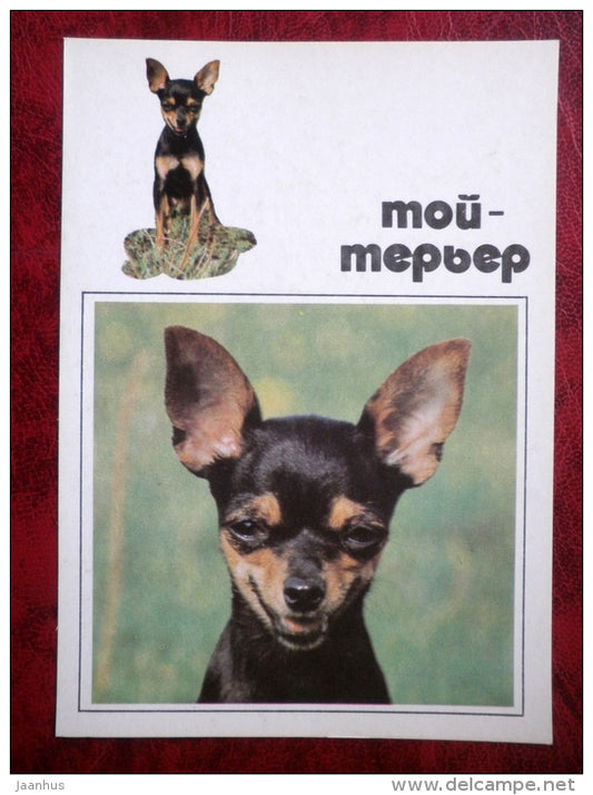 Toy Terrier - dogs - 1991 - Russia - USSR - unused - JH Postcards
