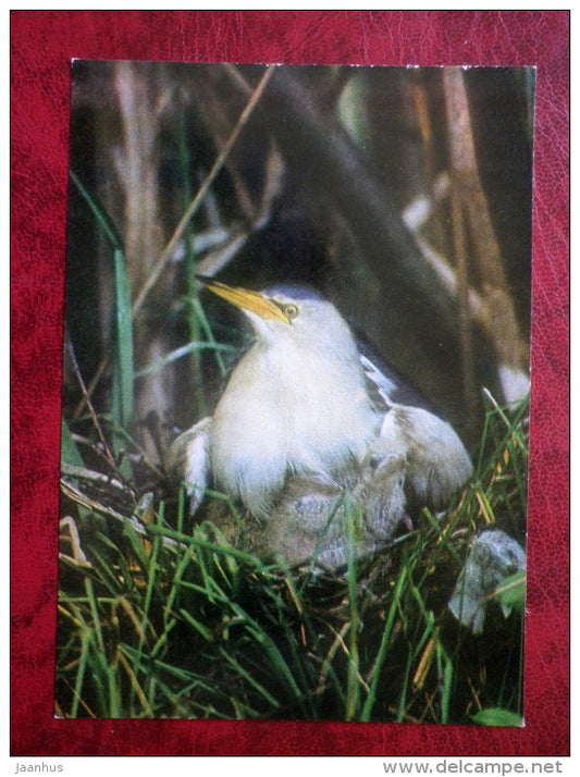 Little Bittern - Ixobrychus minutus - birds - 1981 - Latvia USSR - unused - JH Postcards