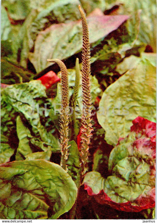 Plantago major - Broadleaf plantain - Medicinal Plants - 1977 - Russia USSR - unused - JH Postcards