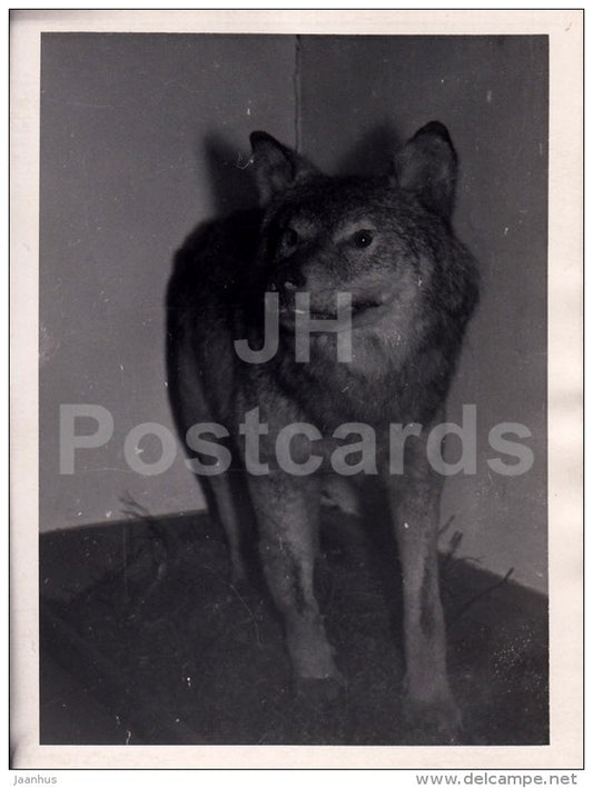 wolf - photo - Estonia USSR - unused - JH Postcards