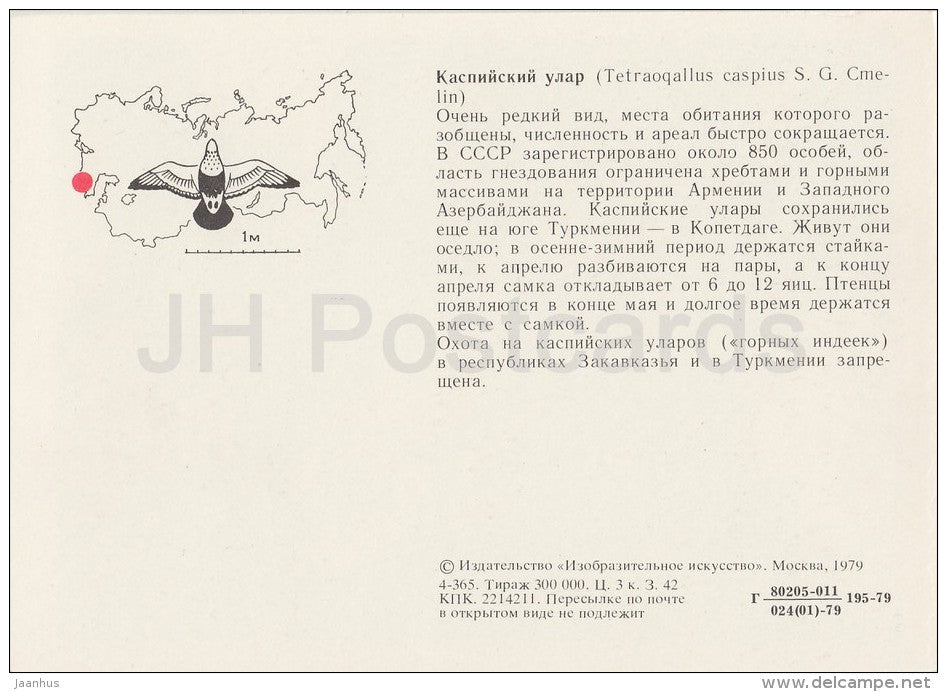 Caspian snowcock - Tetraogallus caspius - birds - Endangered species - 1979 - Russia USSR - unused - JH Postcards