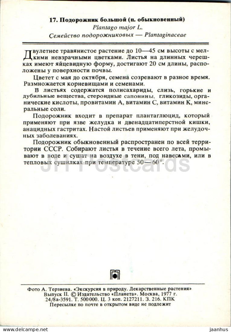 Plantago major - Broadleaf plantain - Medicinal Plants - 1977 - Russia USSR - unused