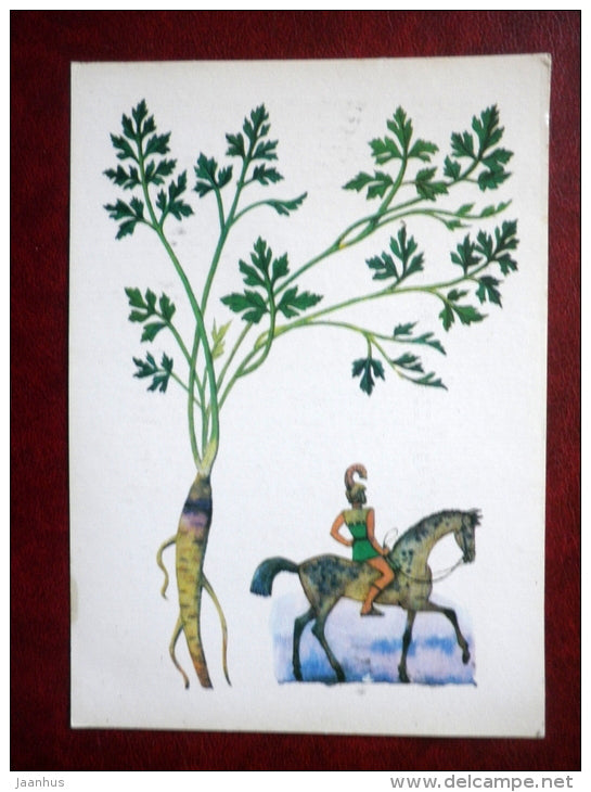 Parsley - Petroselinum crispum - by. N. Barbotchenko - plants - horseman - 1986 - Russia USSR - unused - JH Postcards