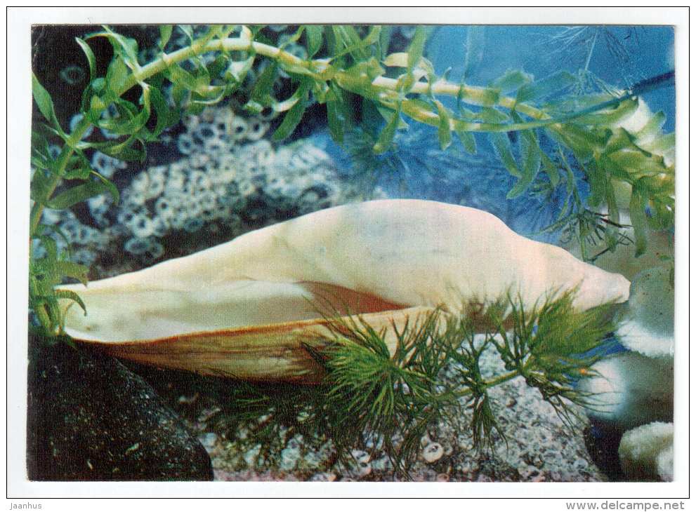 Volute - shells - clams - mollusc - 1974 - Russia USSR - unused - JH Postcards