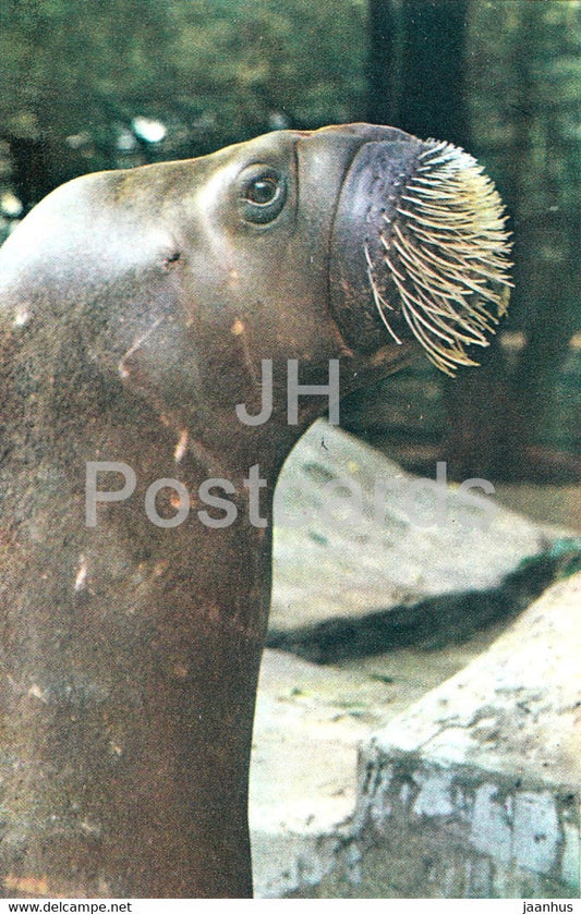Walrus - Odobenus rosmarus - Moscow Zoo - animals - 1973 - Mexico - unused - JH Postcards